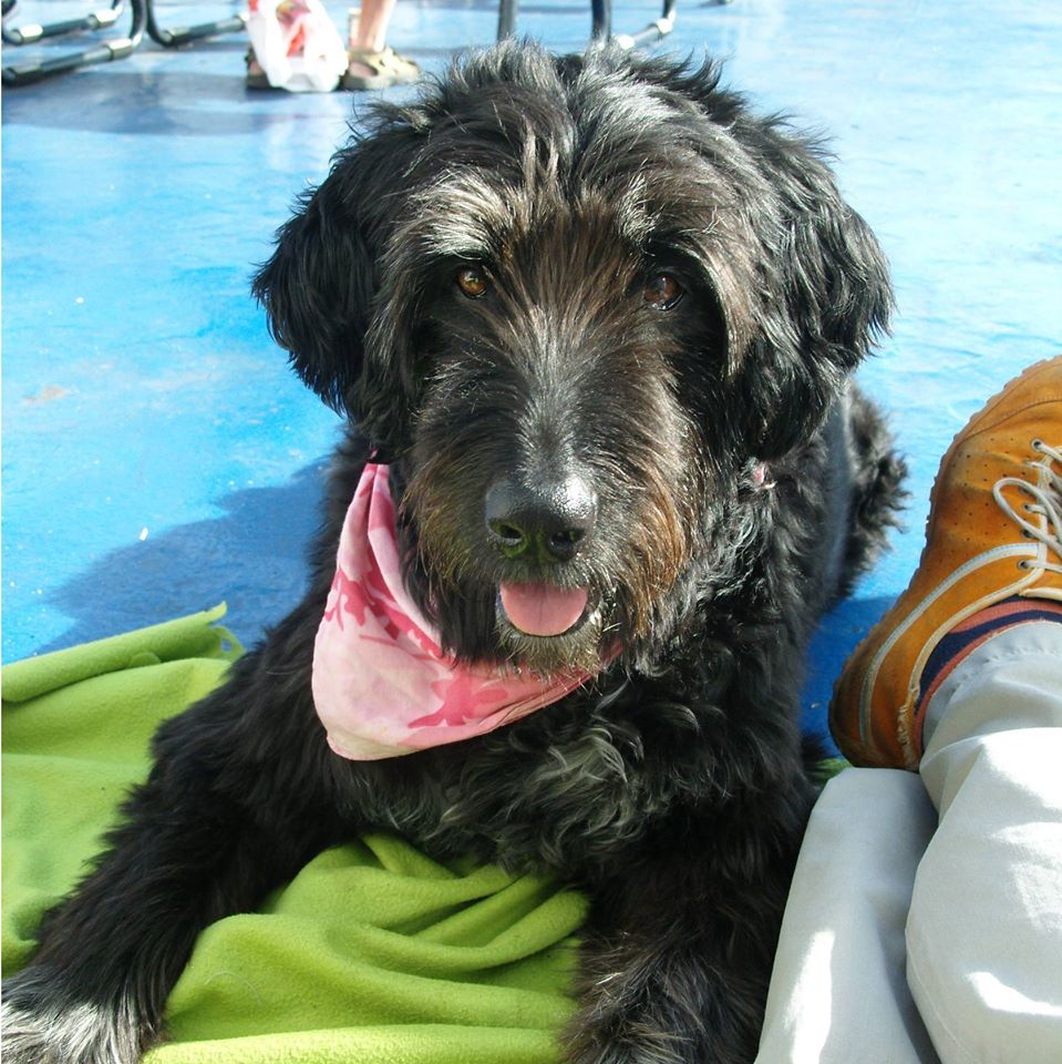 Dog on blue deck