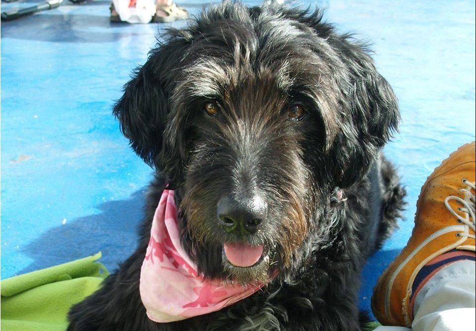 vlc-el-homefamily-pets-001 vlc-el-homefamily-pets-001