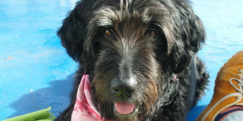 Dog on blue deck