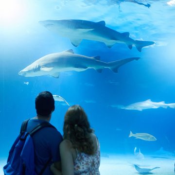 vlc-ttd-recreation-oceanografic005a vlc-ttd-recreation-oceanografic005a