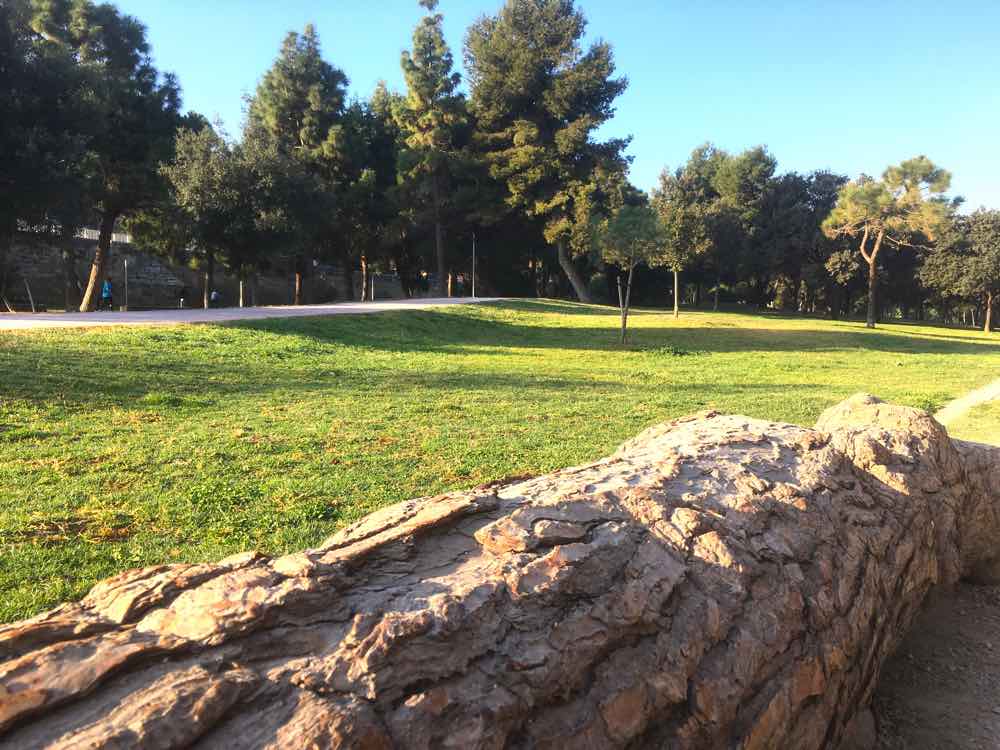 Park with tree trunk