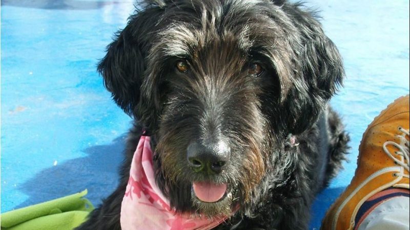 Dog on blue deck